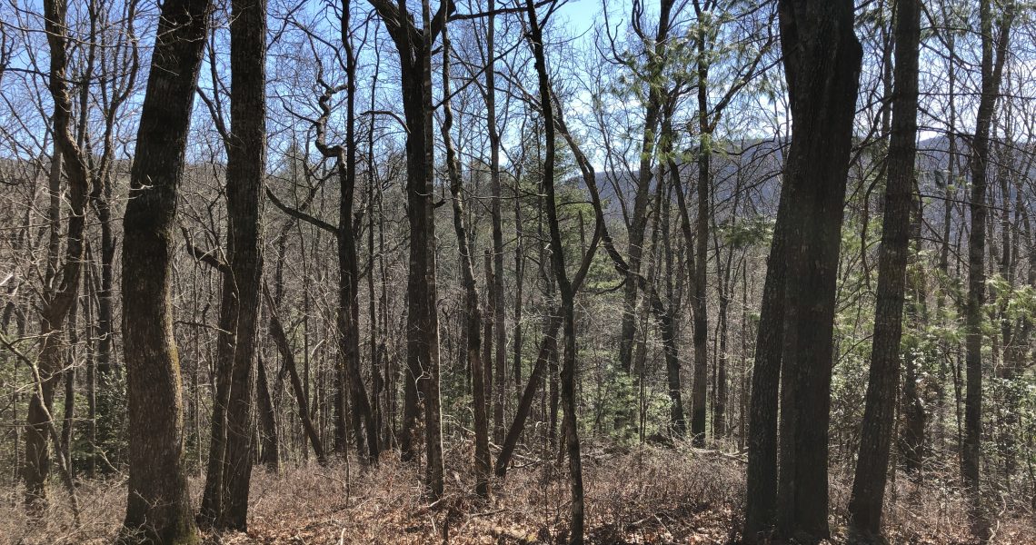 lot-10-e-sugarbush - Selling Real Estate Chip Durpo RE/MAX Agents Realty