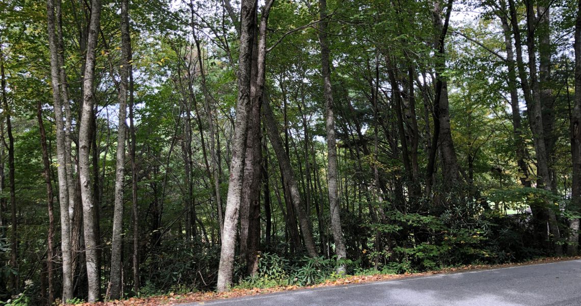 lot-1-ridgepole-dr-sky-valley-ga-30537 - IMG_6989