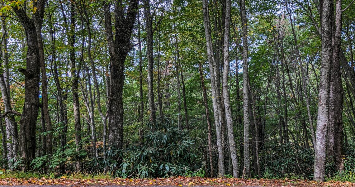 lot-1-ridgepole-dr-sky-valley-ga-30537 - IMG_6990